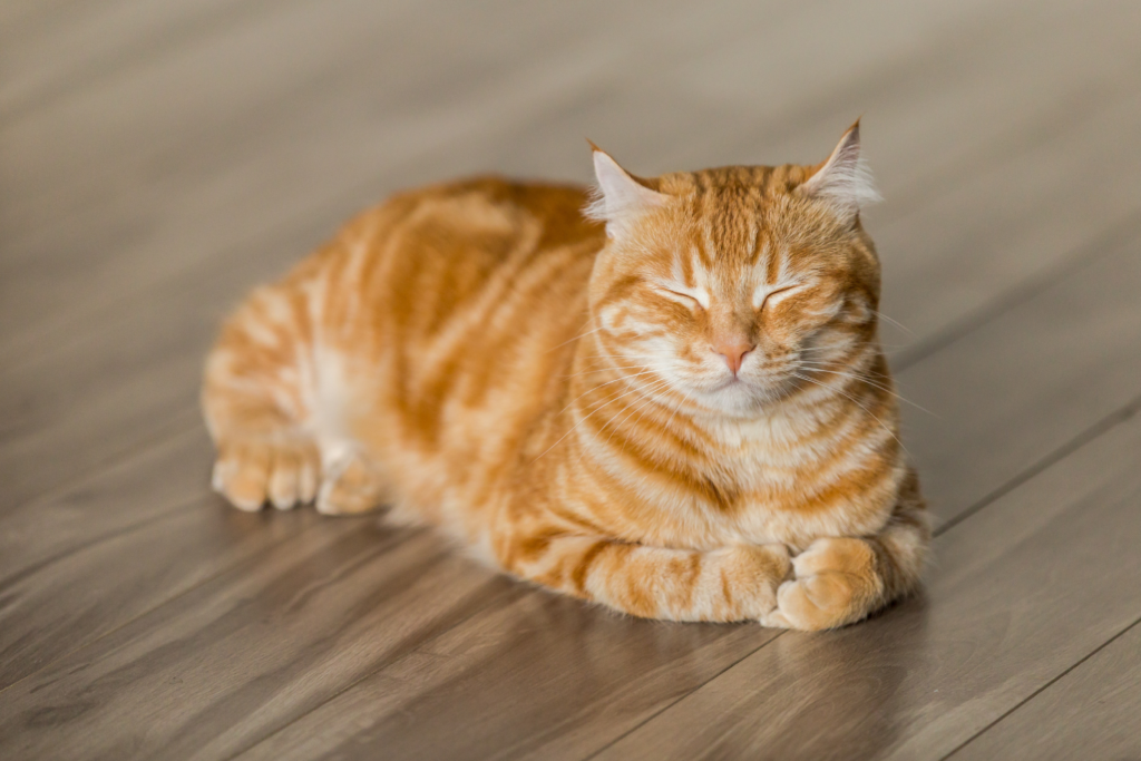 Gato Laranja