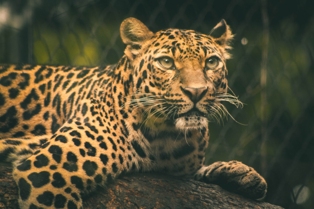 Leopardo (3)