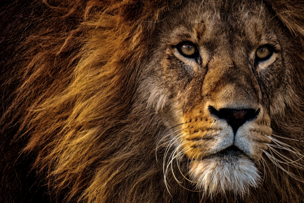Mufasa