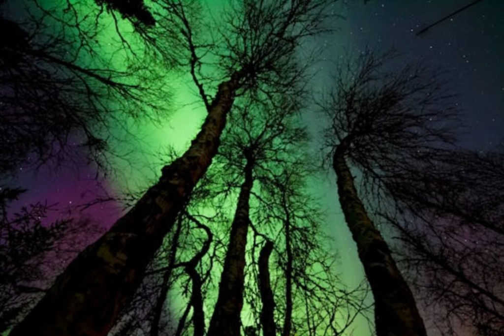 Aurora P