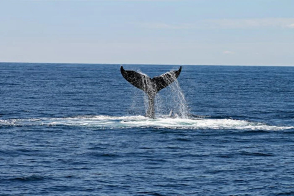Ballena P