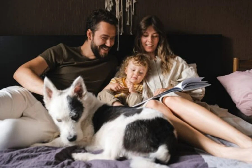 Descanso Do Cão
