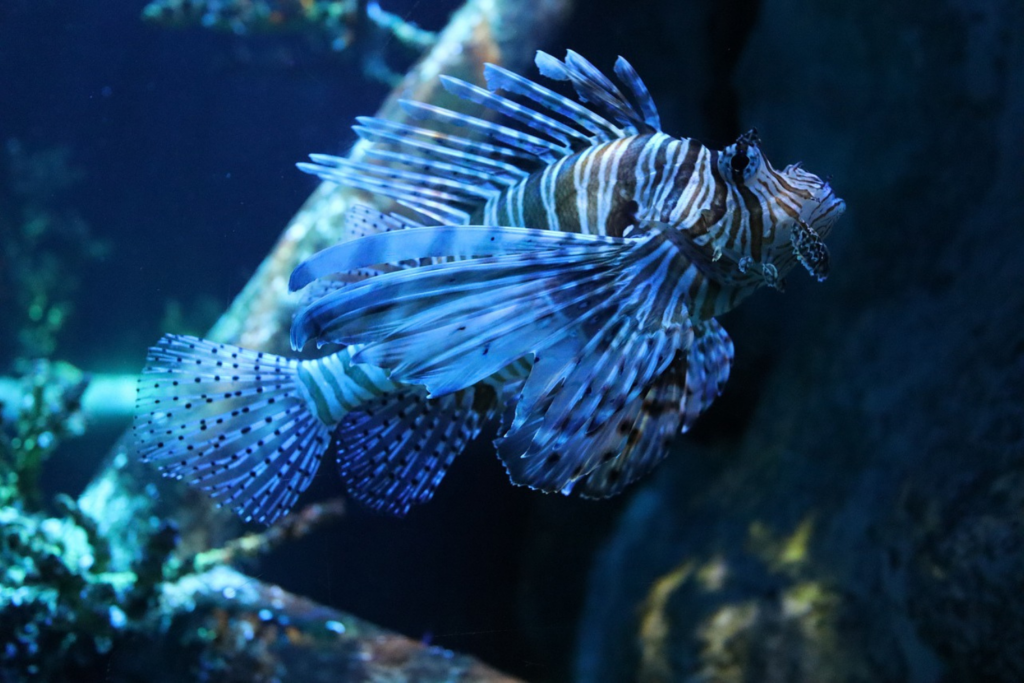 Fish