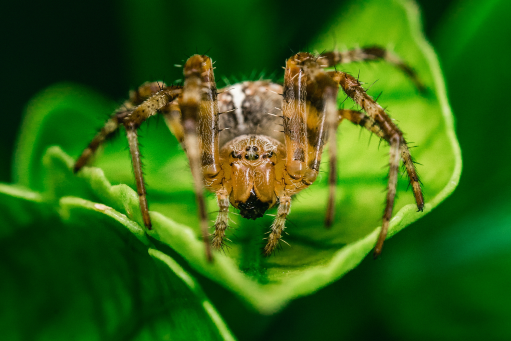 Aranha