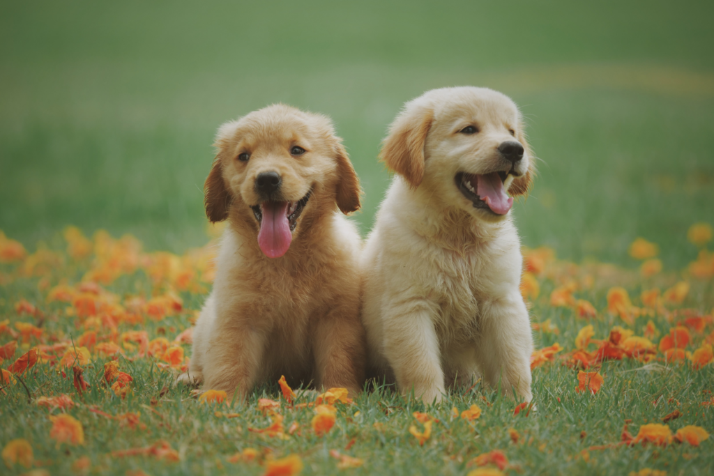 Labrador Golden