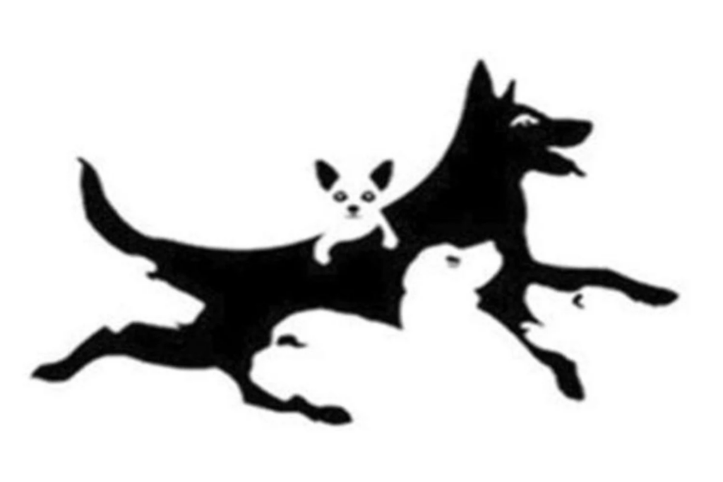 Test Cachorro