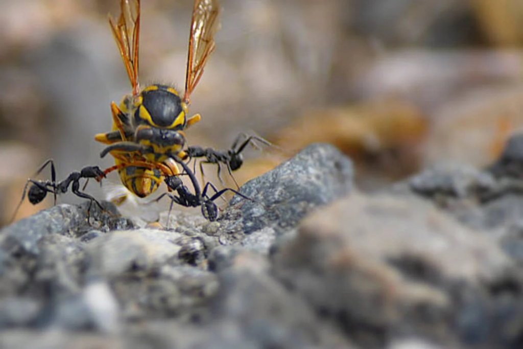 Abejas