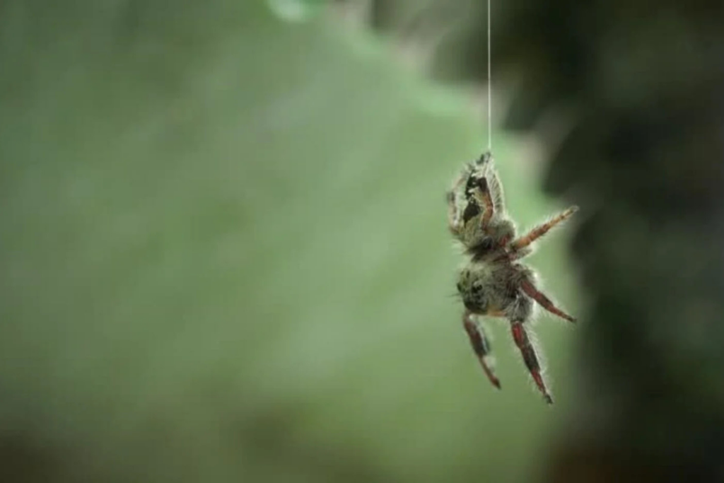 Araña