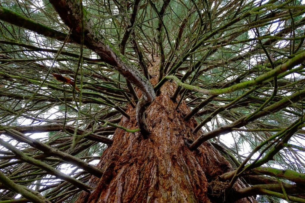 Arbol