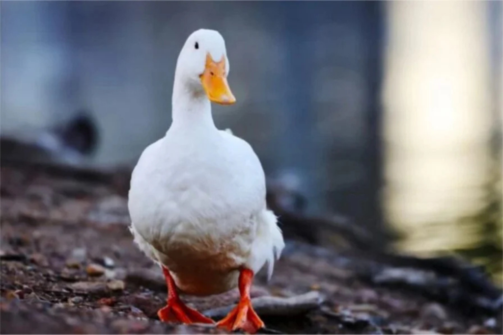 Aviar