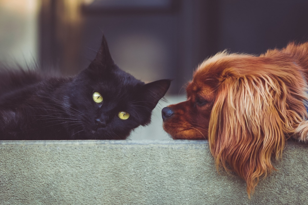 Pets