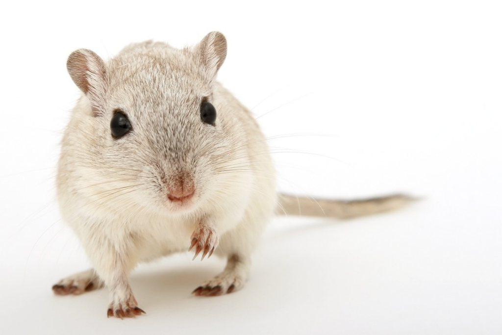 Rata