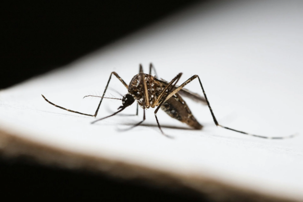 Aedes Aegypti