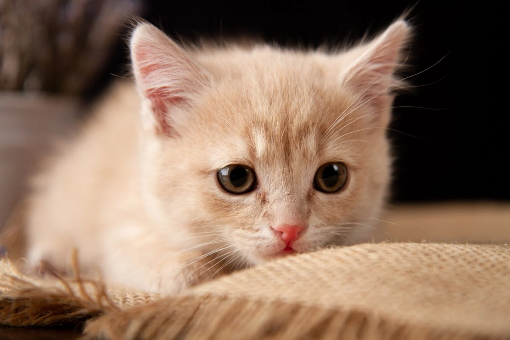 Gato Gripe
