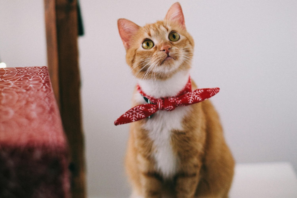 Gatos (2)