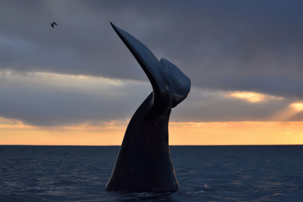 Ballenas