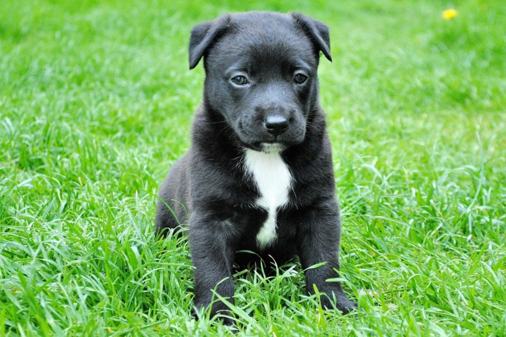 Cachorro