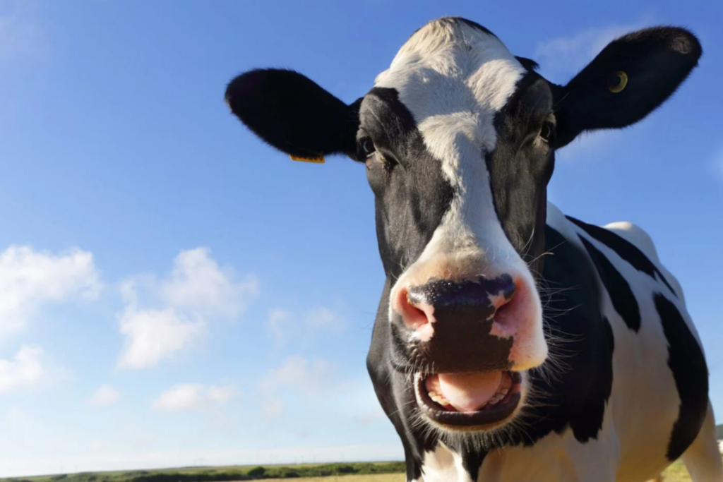 Cow Flu