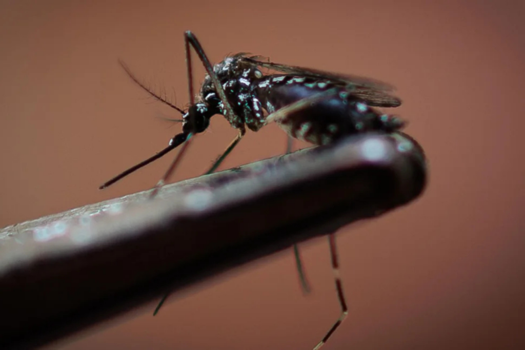 Dengue