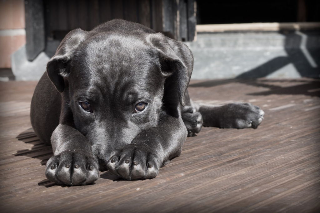 Perrito