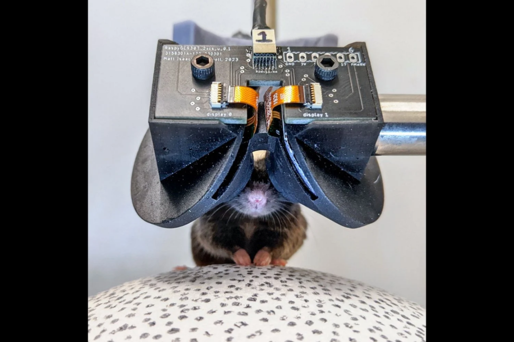 Realidade Virtual Ratos