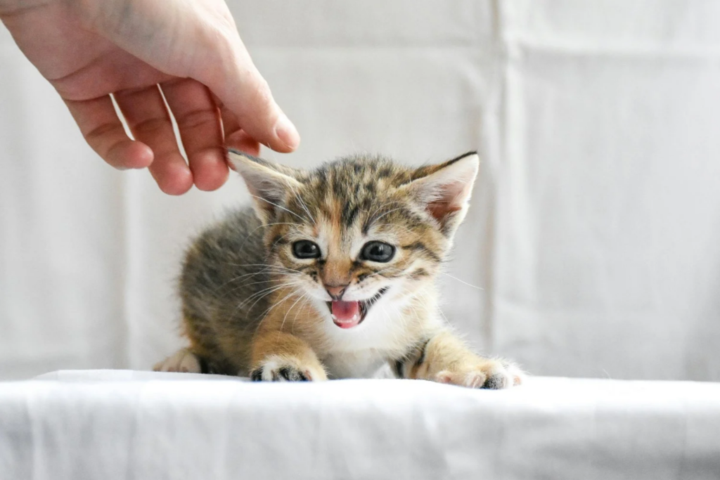 Gatos (3)