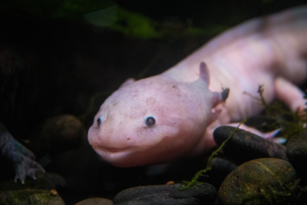 Ajolote