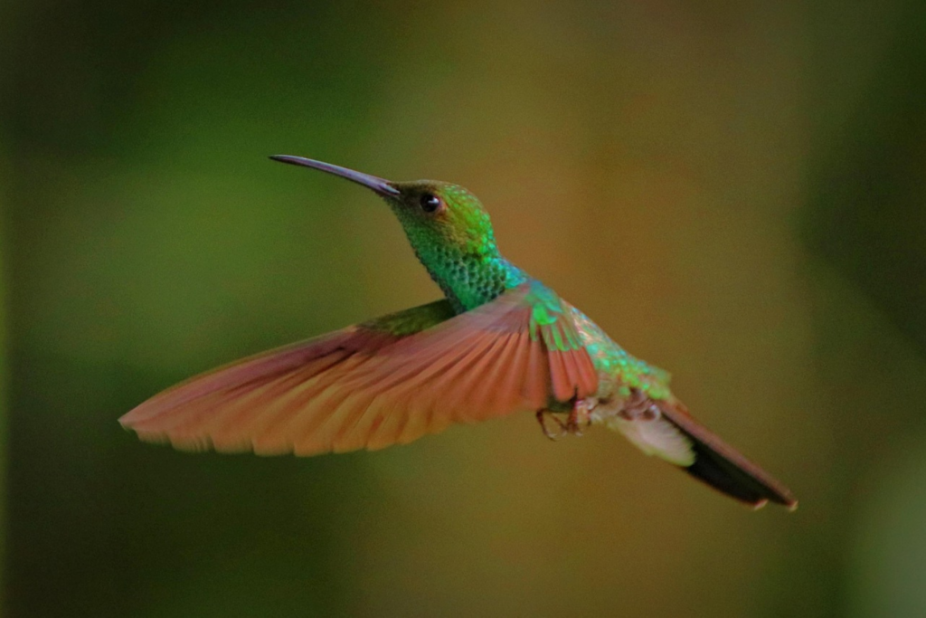 Colibri