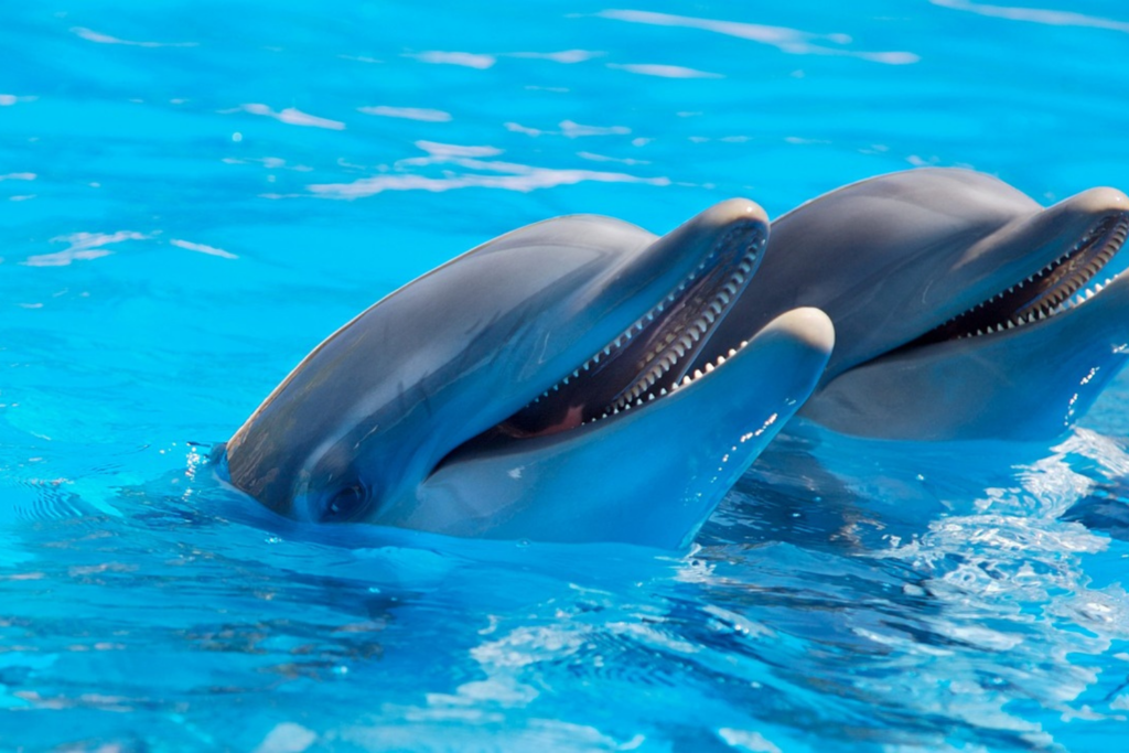 Delfin