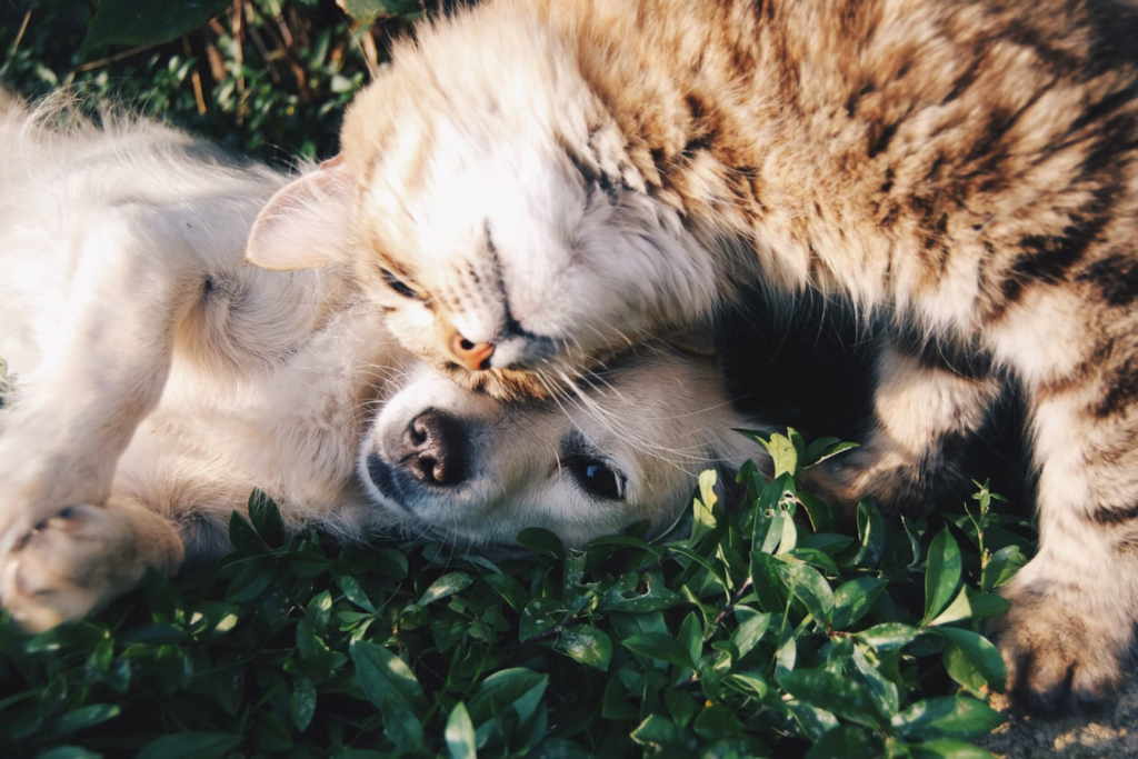 Perro Y Gato