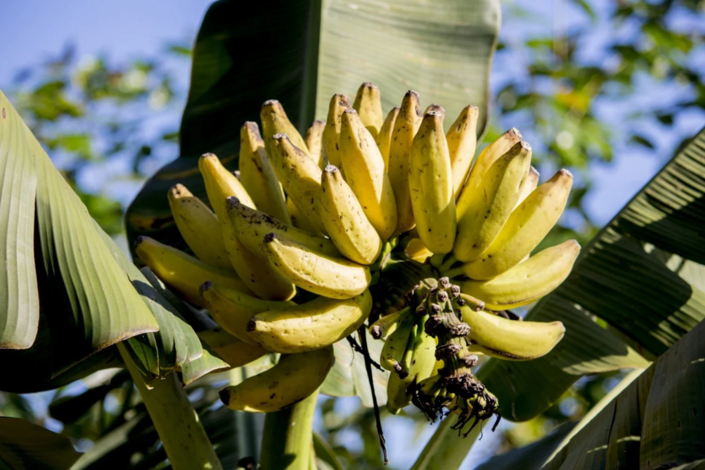 Banana
