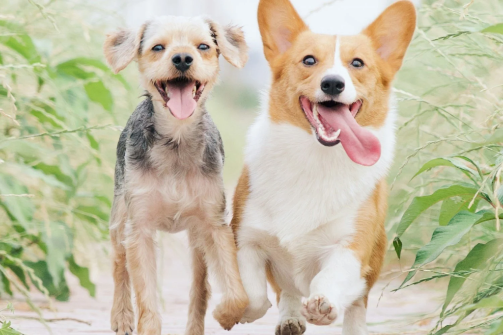 Cachorro Mais Carinhosa Do Mundo
