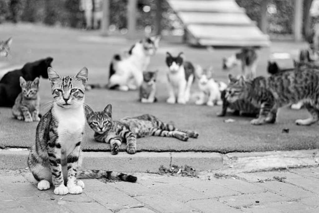 Felino
