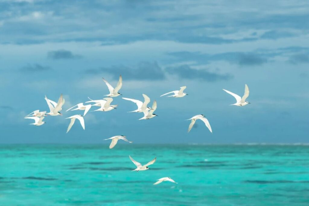 Quando uma flecha revelou o segredo das aves migratórias