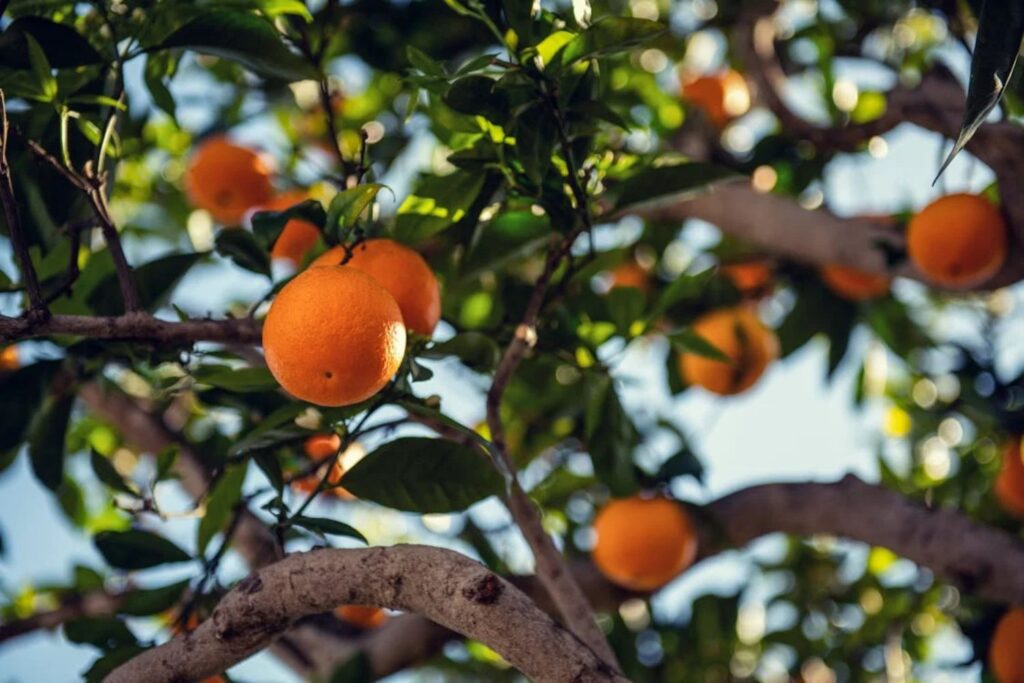 A cidade paulista que esconde um dos maiores tesouros agrícolas do Brasil