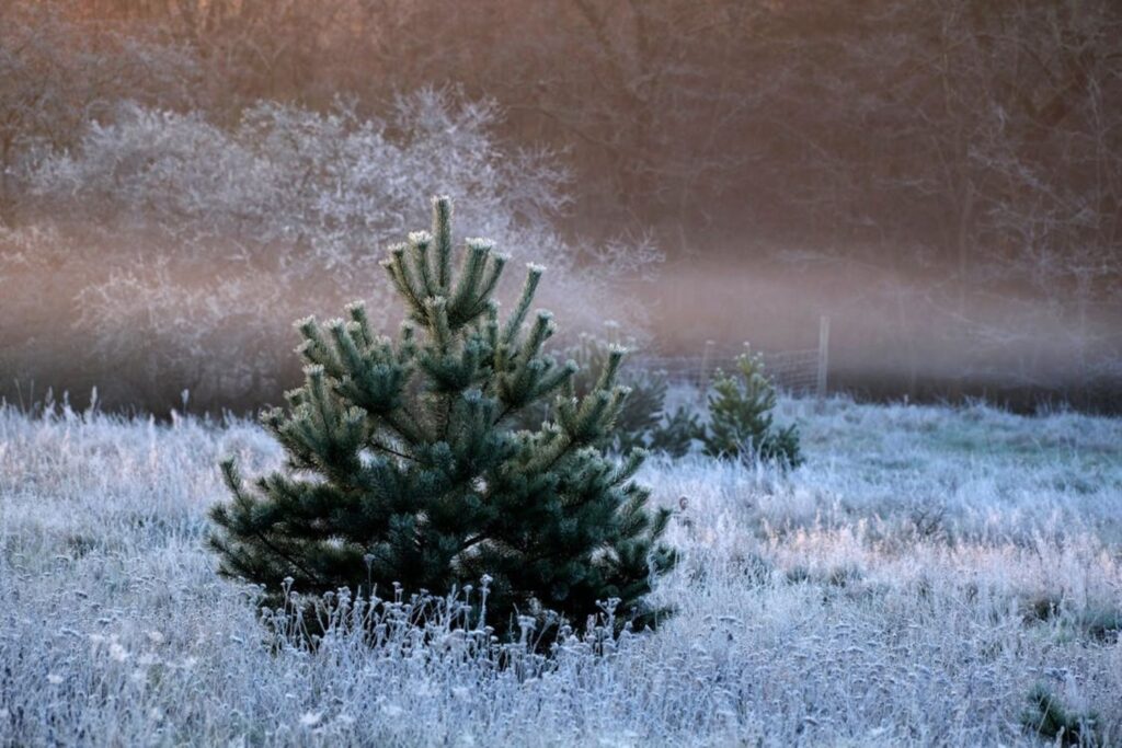 O frio está batendo à porta? Especialistas analisam se o inverno vai chegar antes da hora