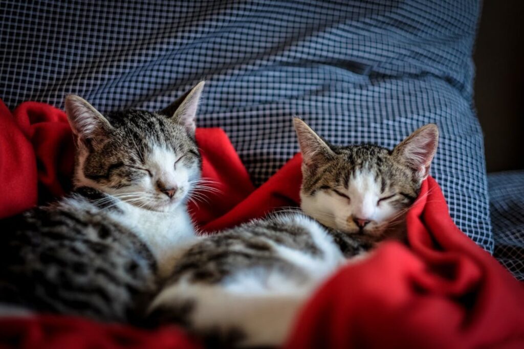 Pandemia alterou comportamento dos gatos? Veja o que descobriu a ciência