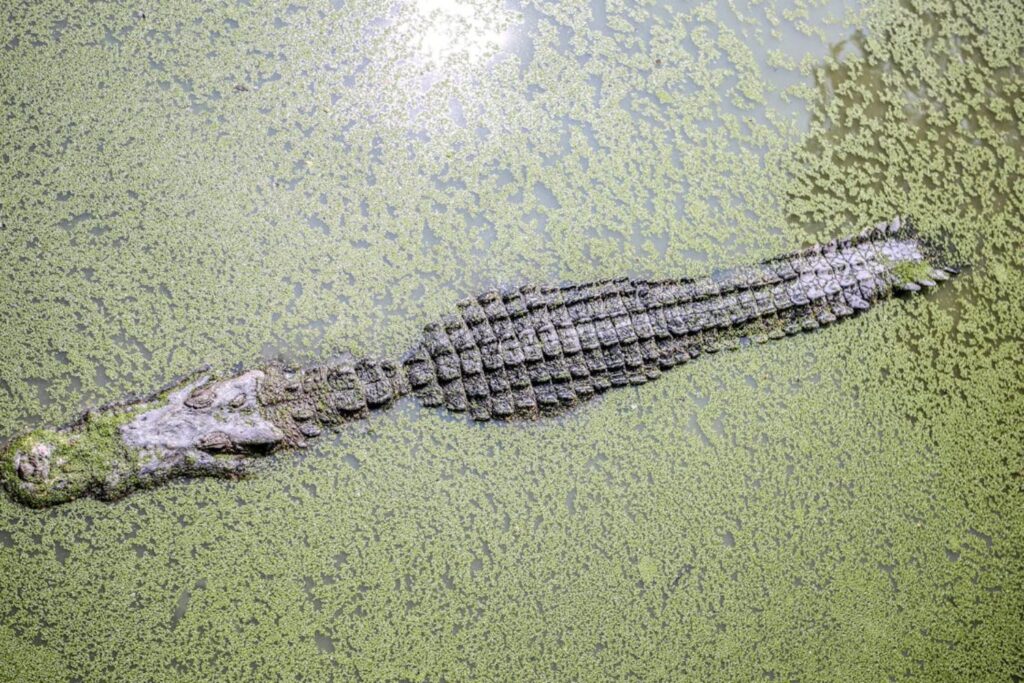Descoberta na Amazônia revela criatura pré-histórica