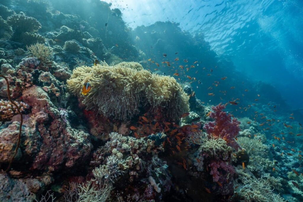 O fundo do mar escondeu mais do que imaginávamos — e agora a verdade começa a emergir