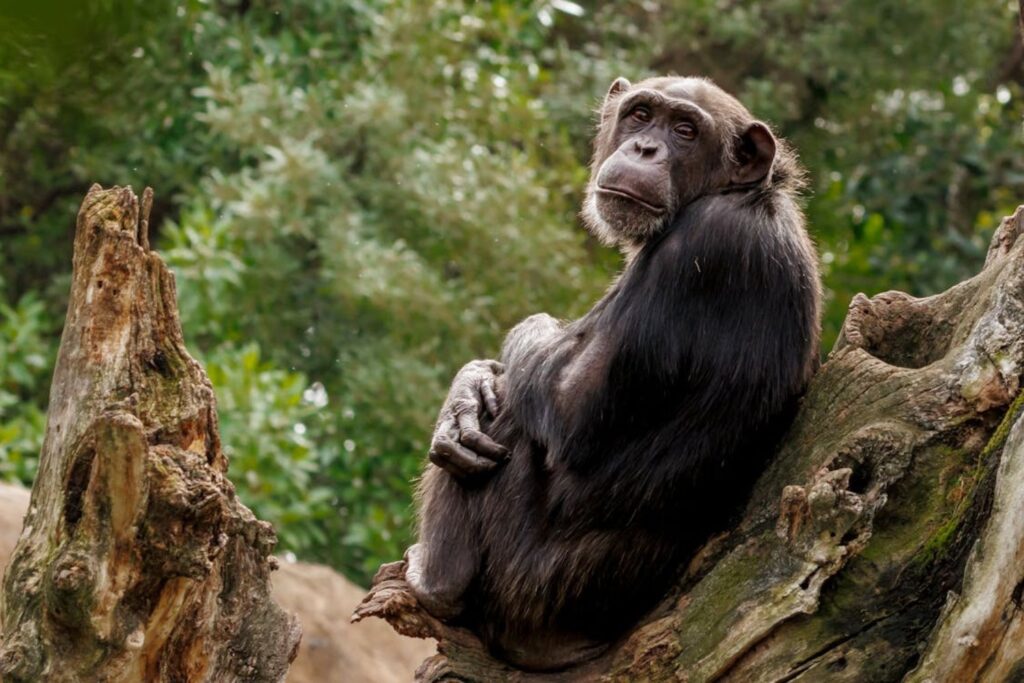 Imagens inéditas revelam comportamento de chimpanzés com frutas alcoólicas fermentadas