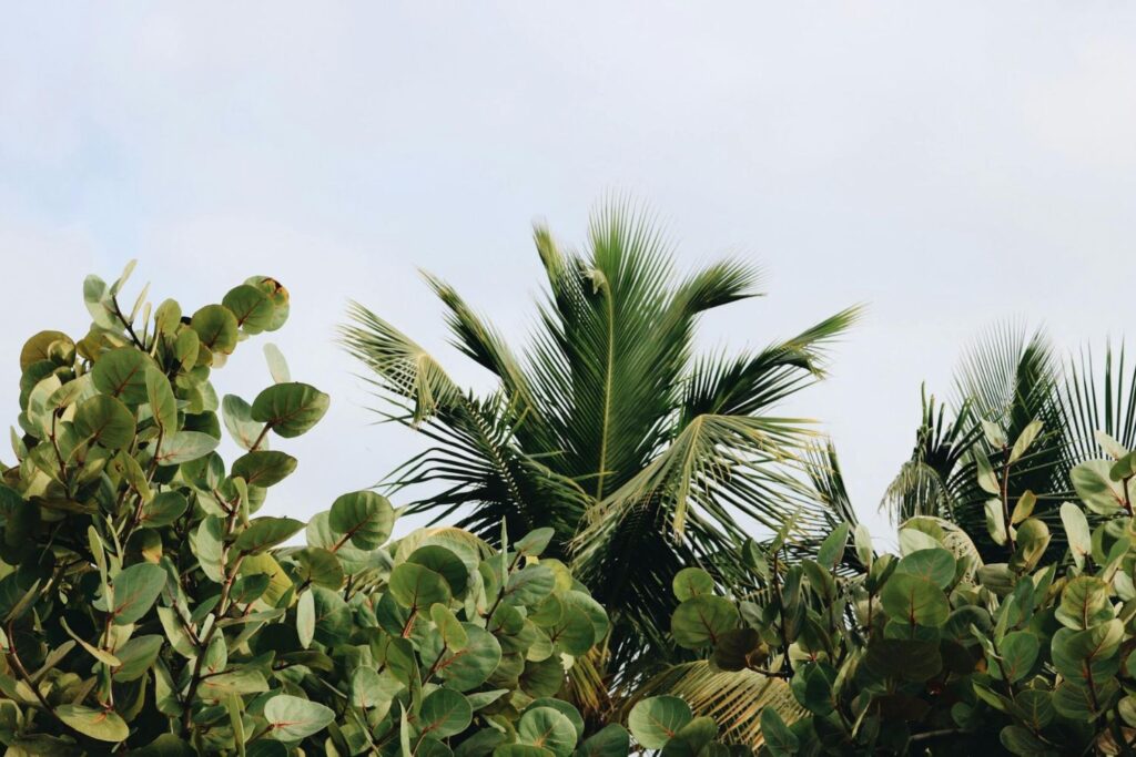 Esta planta delicada pode transformar sua casa em um ímã de boas energias