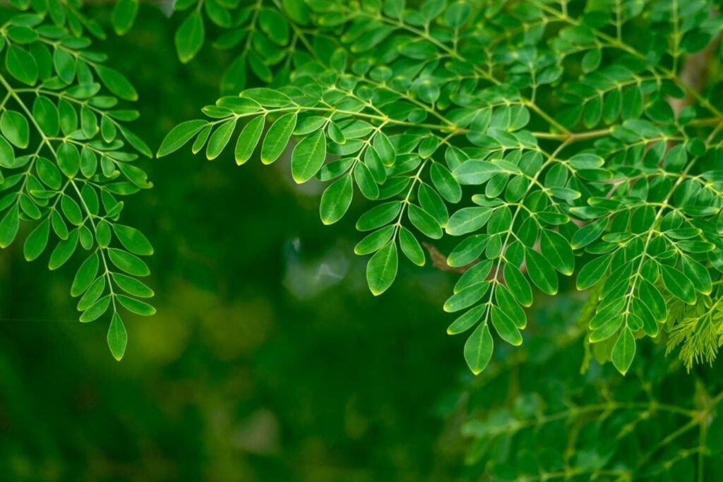 A planta poderosa que cuida do fígado e do intestino, mas poucos sabem como usar