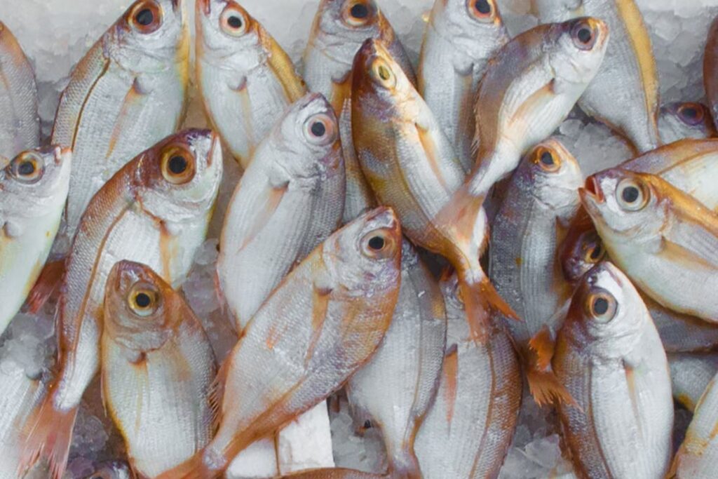 Este é o peixe que pode transformar sua saúde