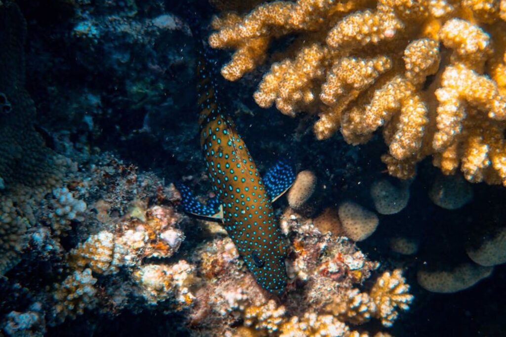 Peixe que sobrevive fora d’água preocupa autoridades nos EUA e deve ser eliminada sem piedade