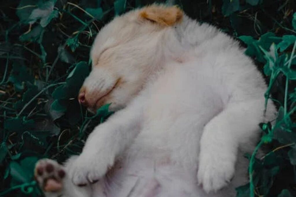 Quando seu cachorro dorme assim, ele pode estar tentando te dizer algo importante