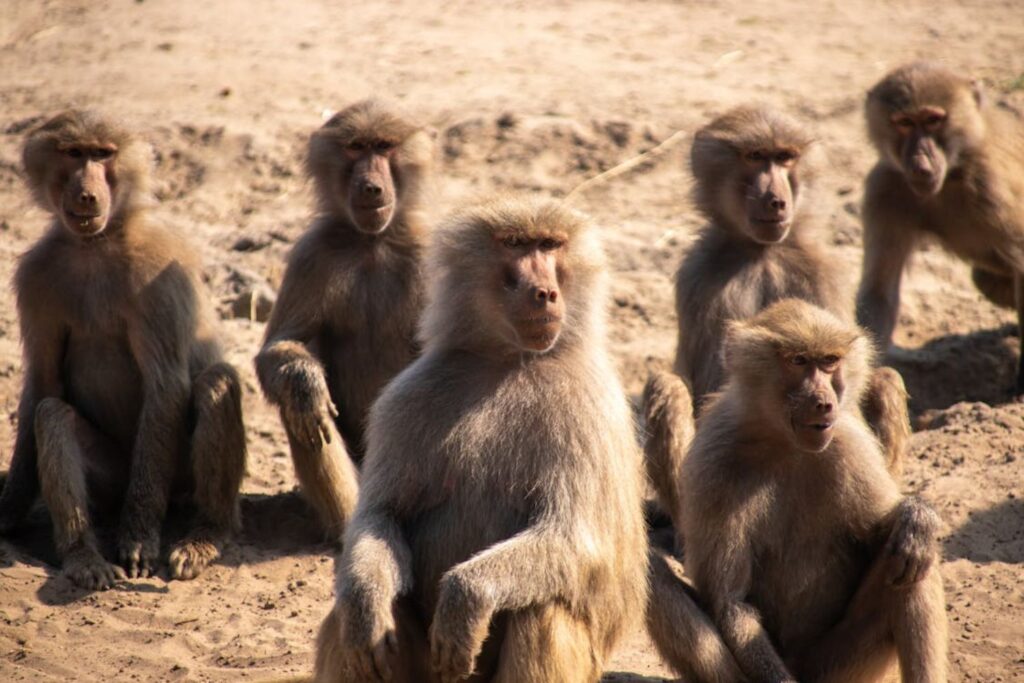 Descoberta incrível sobre a evolução humana: o que bonobos estão nos ensinando