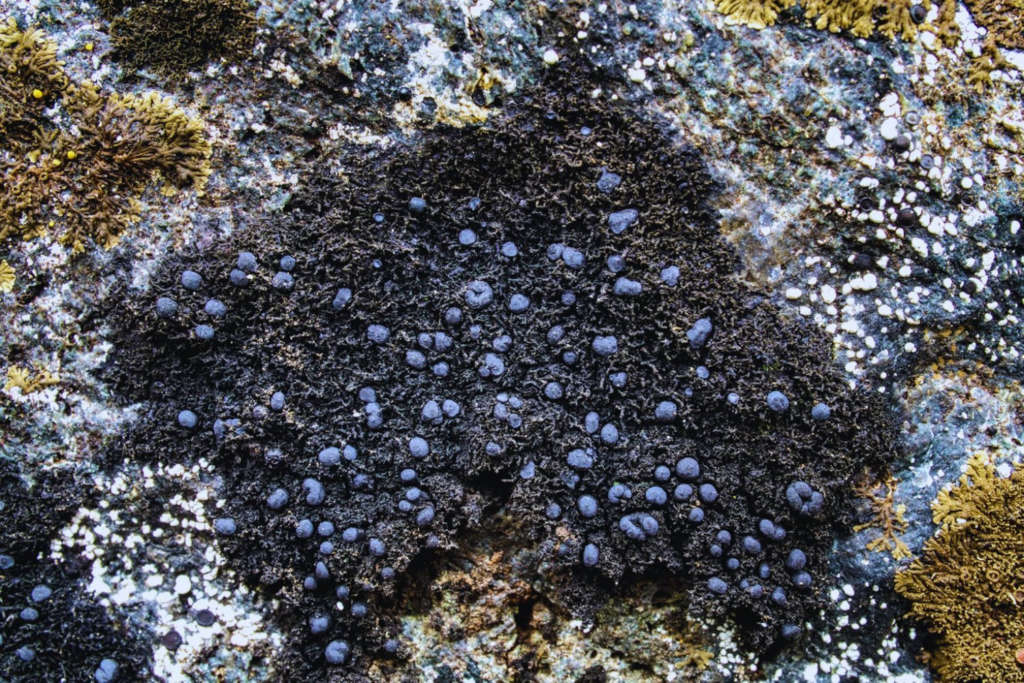 Achado Mineral No Chile