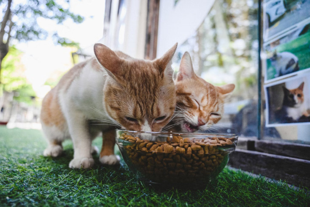 Gatos P