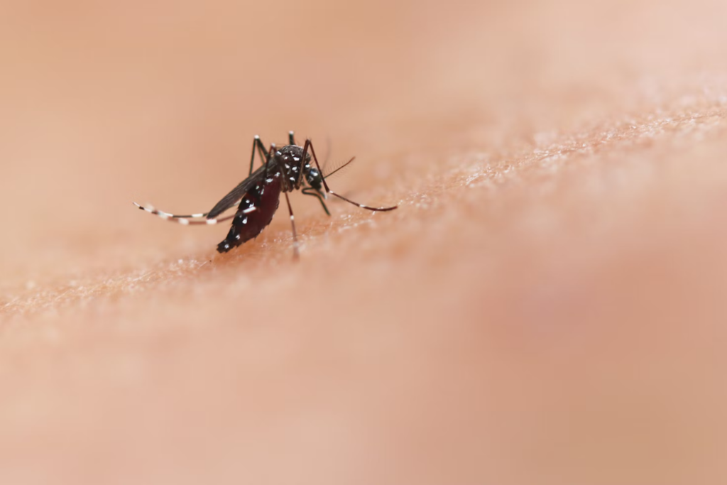 Mosquito P