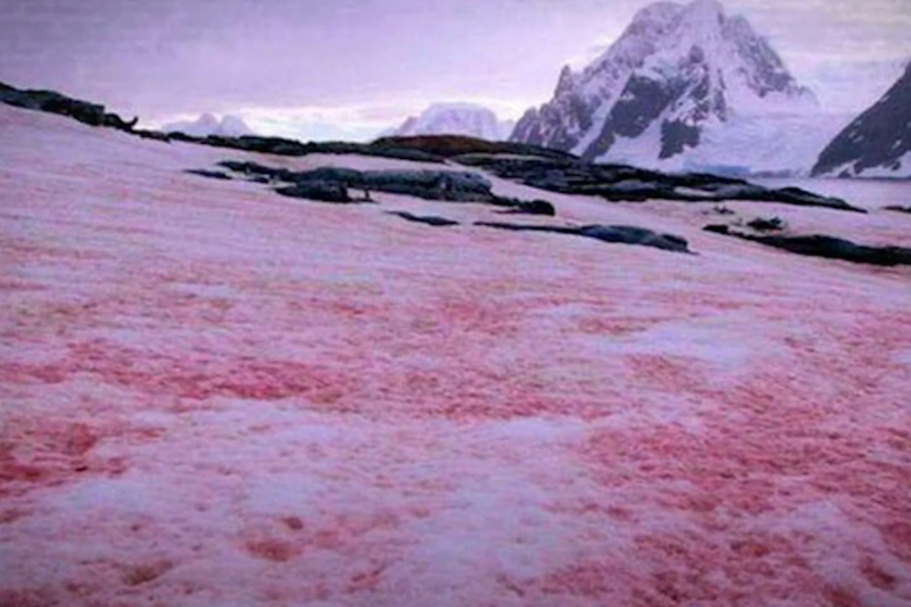 Neve De Sangue